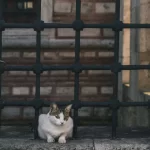 How Do You Know If You are in a Cage?